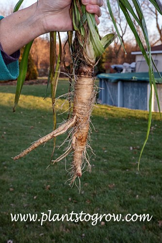 Mammoth Sandwich Island Salsify (Tragopogon porrifolius)
Ate these about 2 hours after the picture was taken.